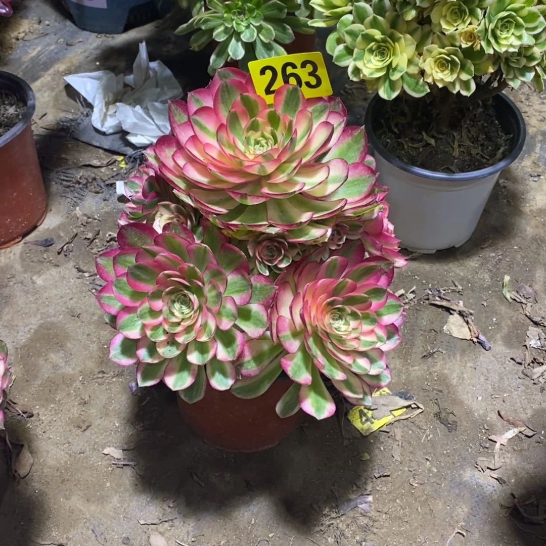 S****荔枝多肉法师263