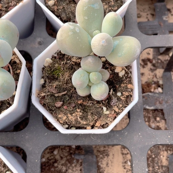 白****兔一物一拍白了白双头专拍