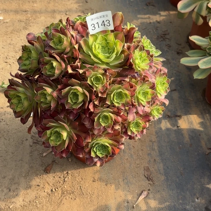 韶华多肉法师3143