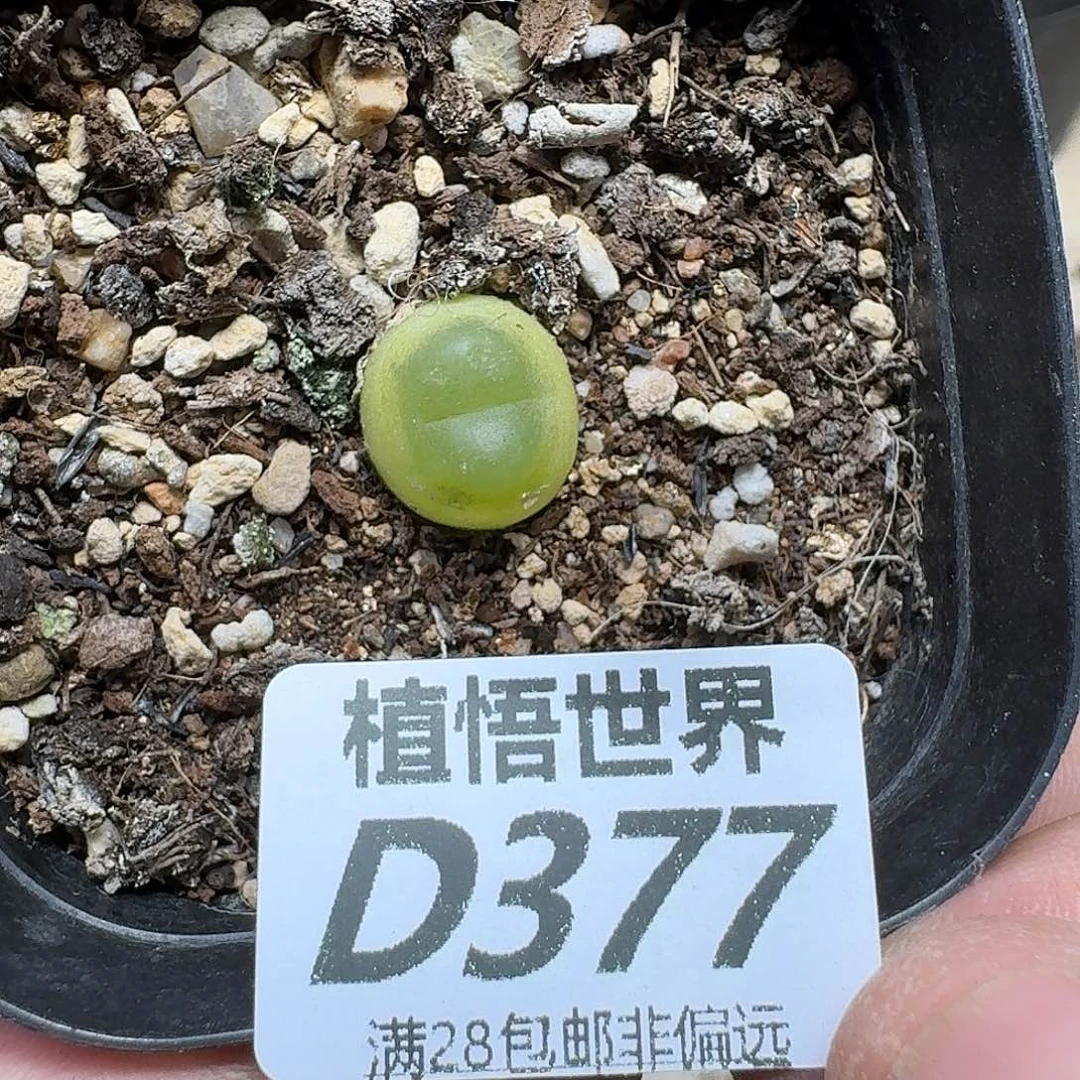 多肉植物的润泽fbn