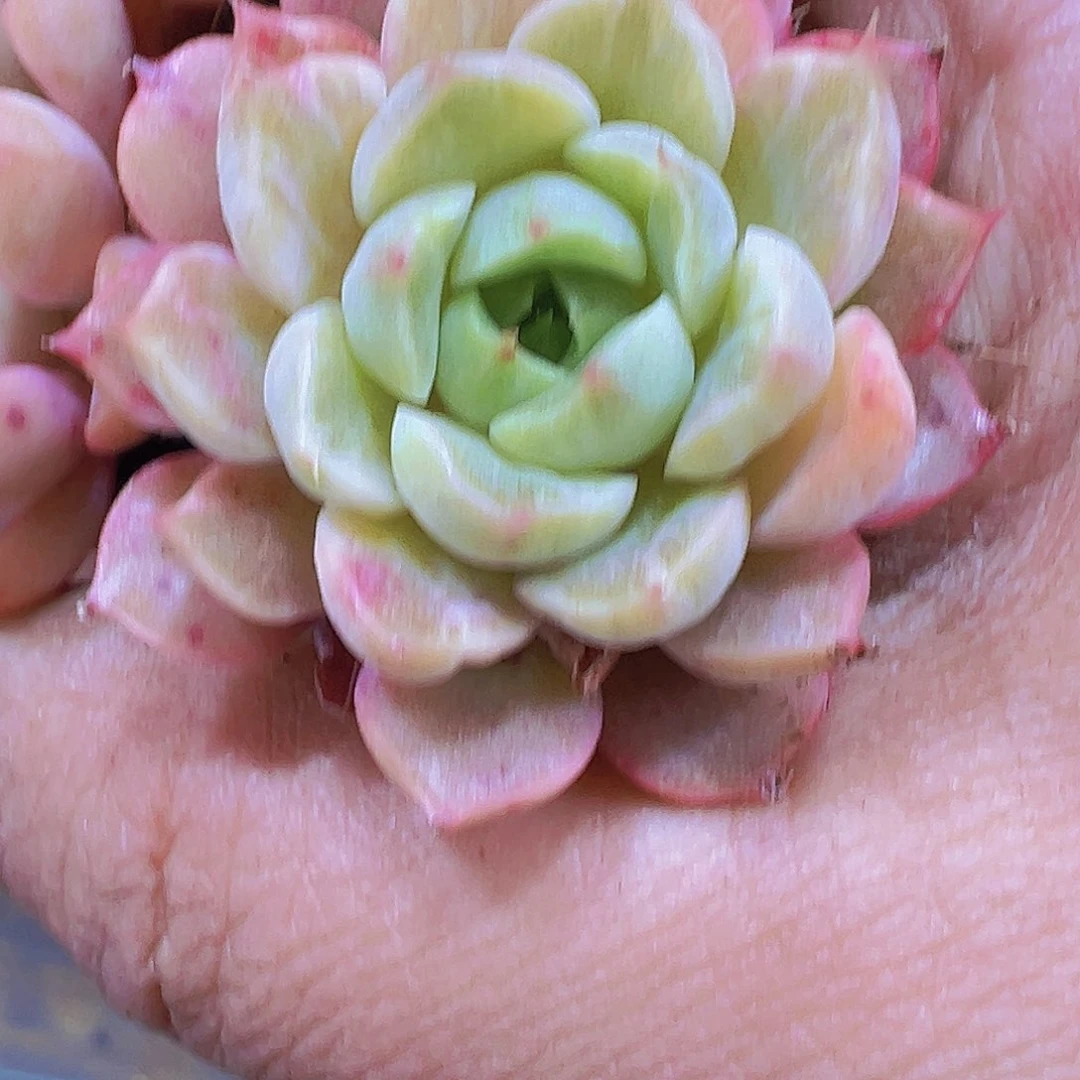 拉丝锦3个19包邮