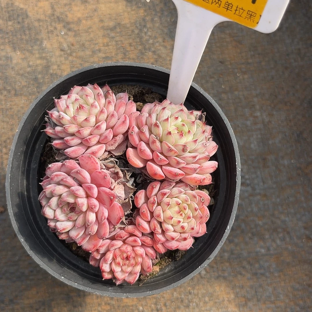 云尘多肉一物一拍 1361,