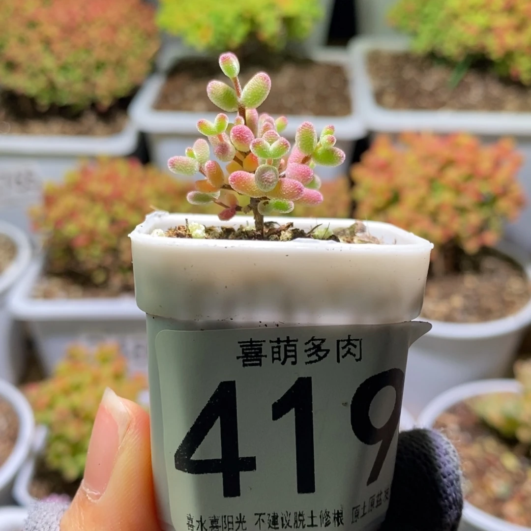 辣***滚实生糖球枝干番杏419