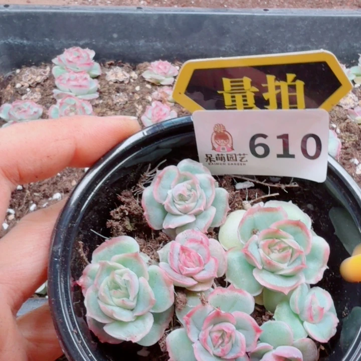 多肉植物多肉植物