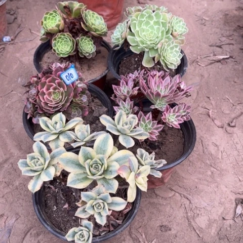 010多肉植物组合,