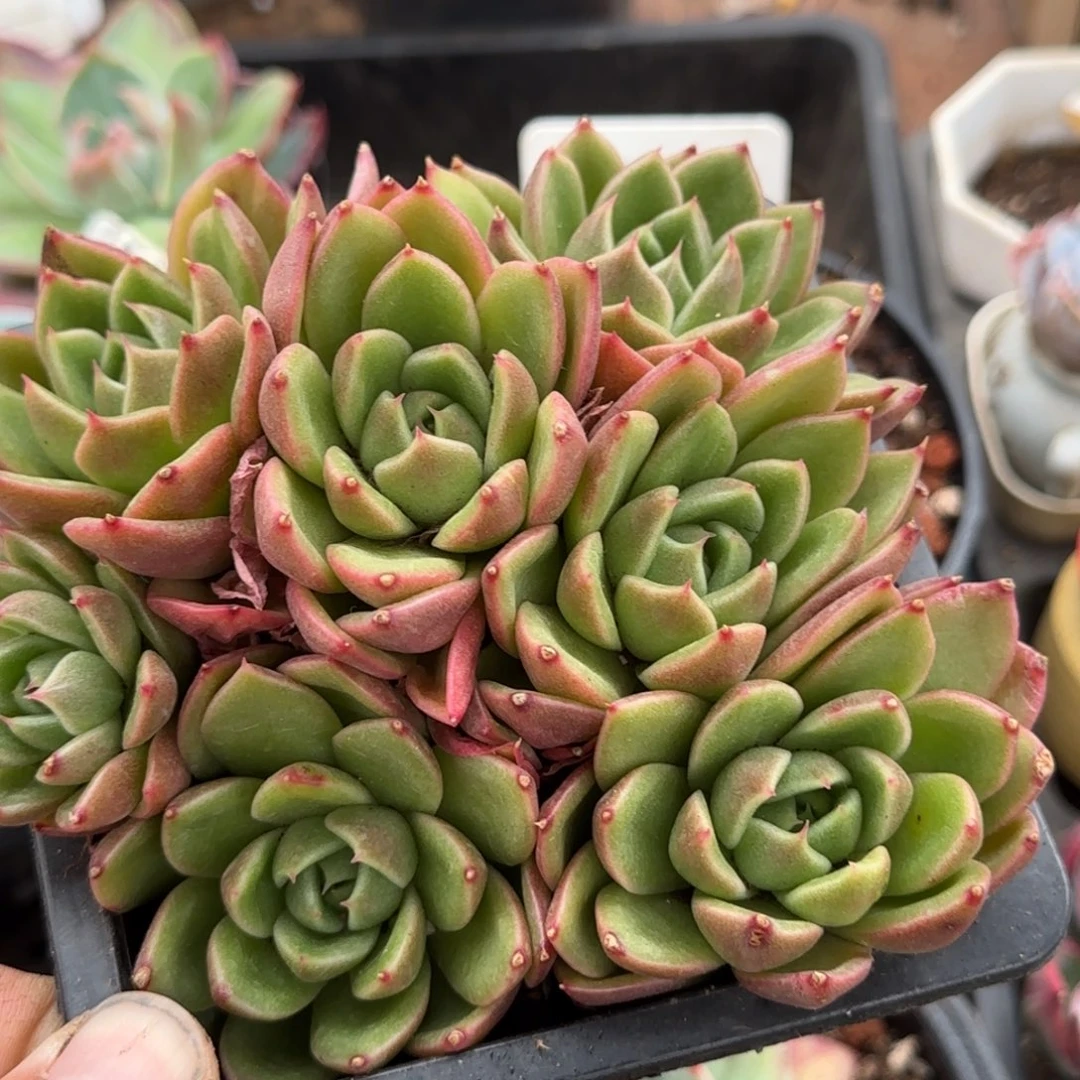 白玫瑰惊鸿一物一拍包装收缩花旱