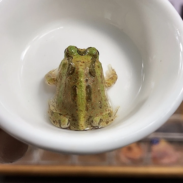 角蛙128号双色红点波子