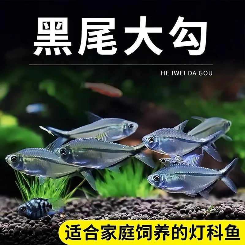 黑尾大勾鱼群游鱼草缸小型热带鱼苗观赏鱼红绿灯天使鱼扯旗过滤棉