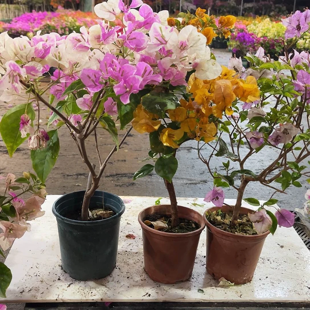 大部分花苞少量开放章红英，金色光辉，雪紫