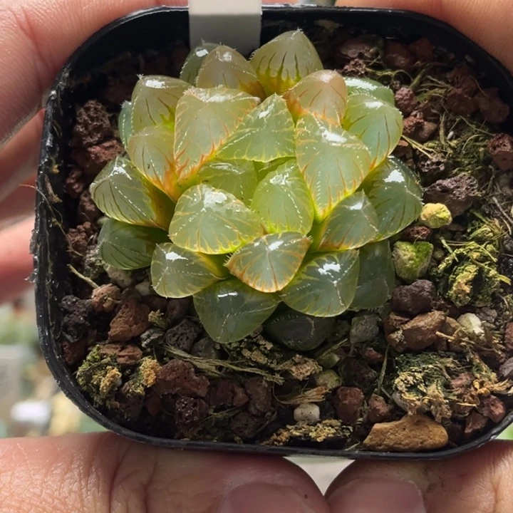 82洛神发发发发发发