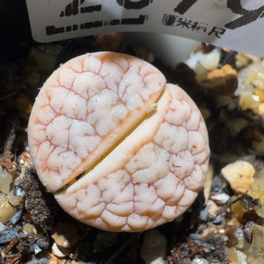 Zzzz生石花肉锥2079