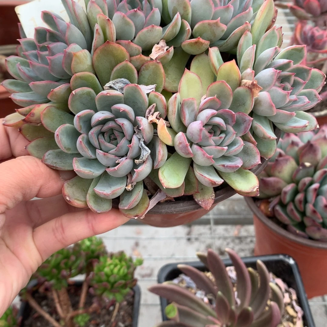 我*菲欧娜多肉植物群生