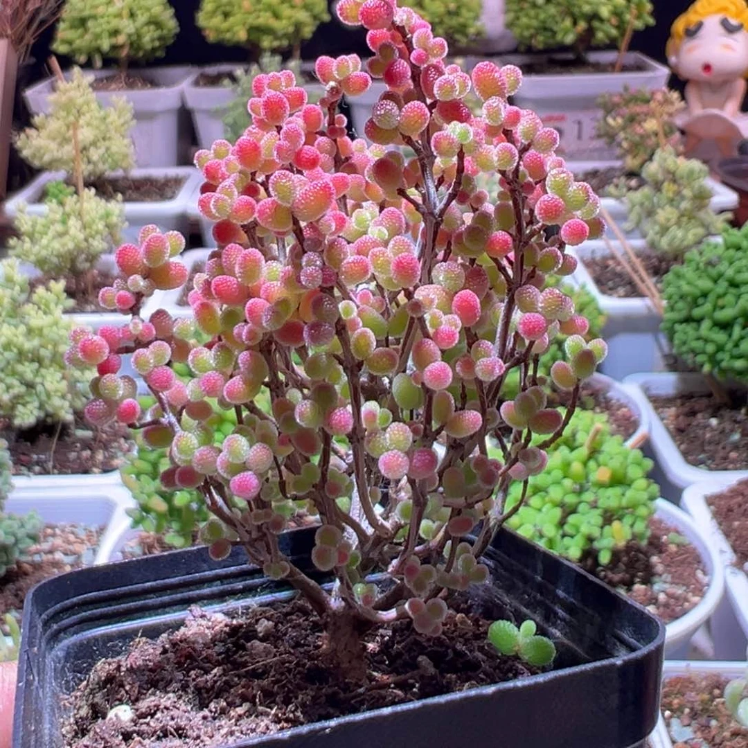 J245蜜橘带盆土发货一物一拍