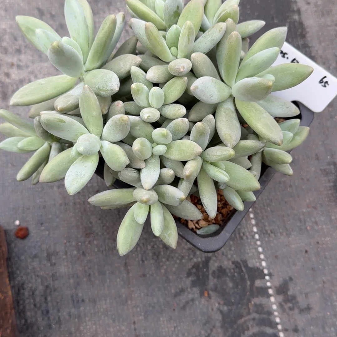 一物一拍精控白兰地65