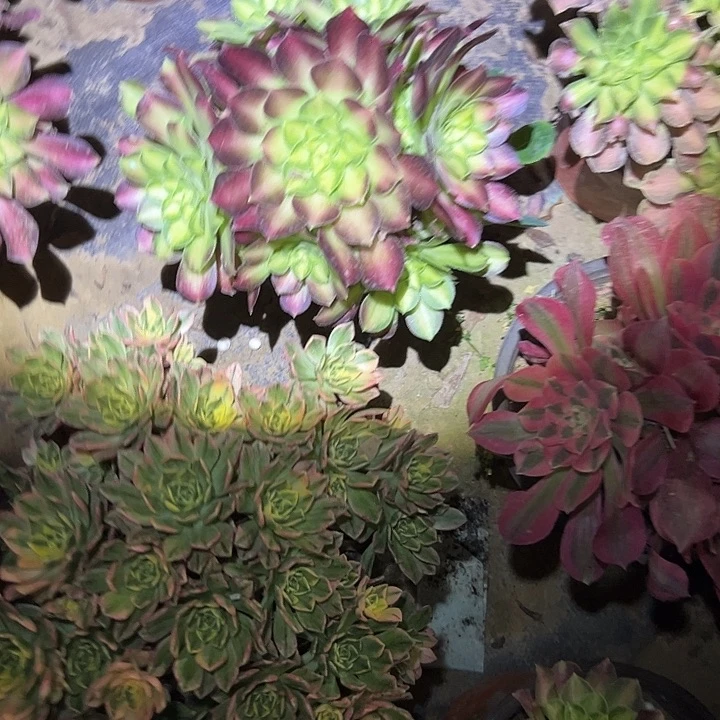 琪**妈多肉法师植物链接14