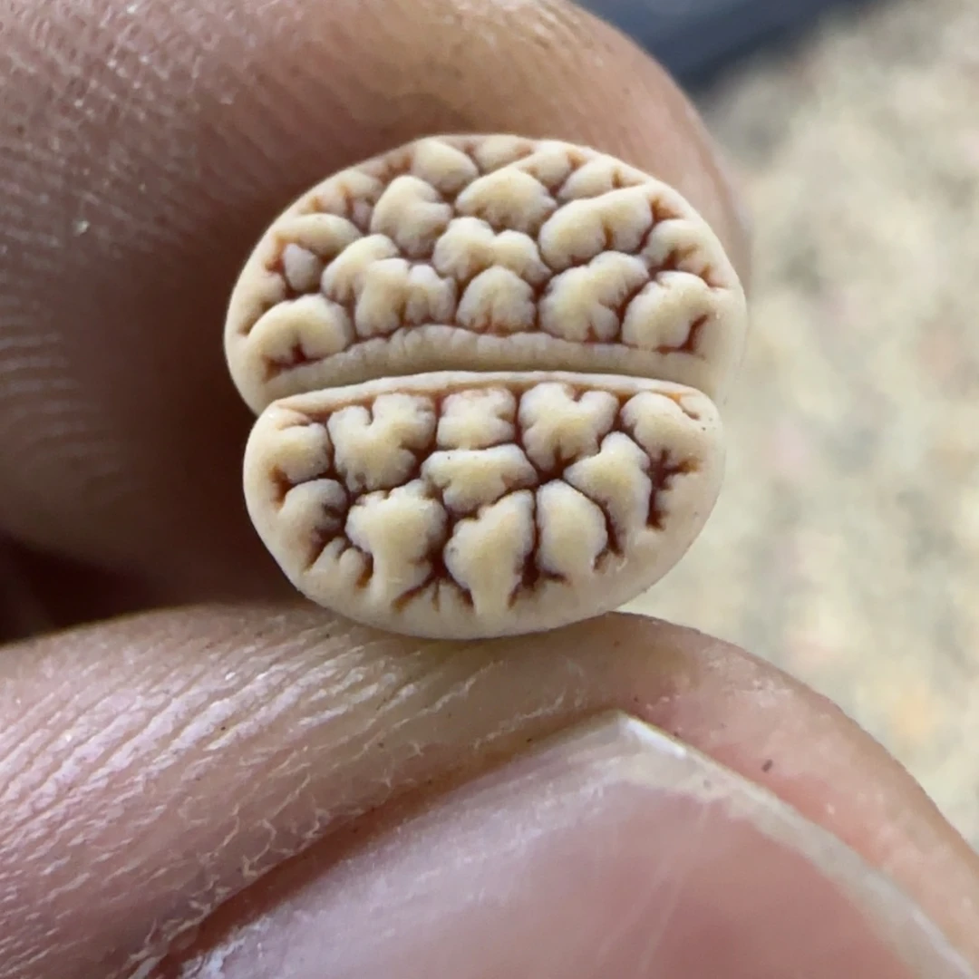 584 生石花大棚直播