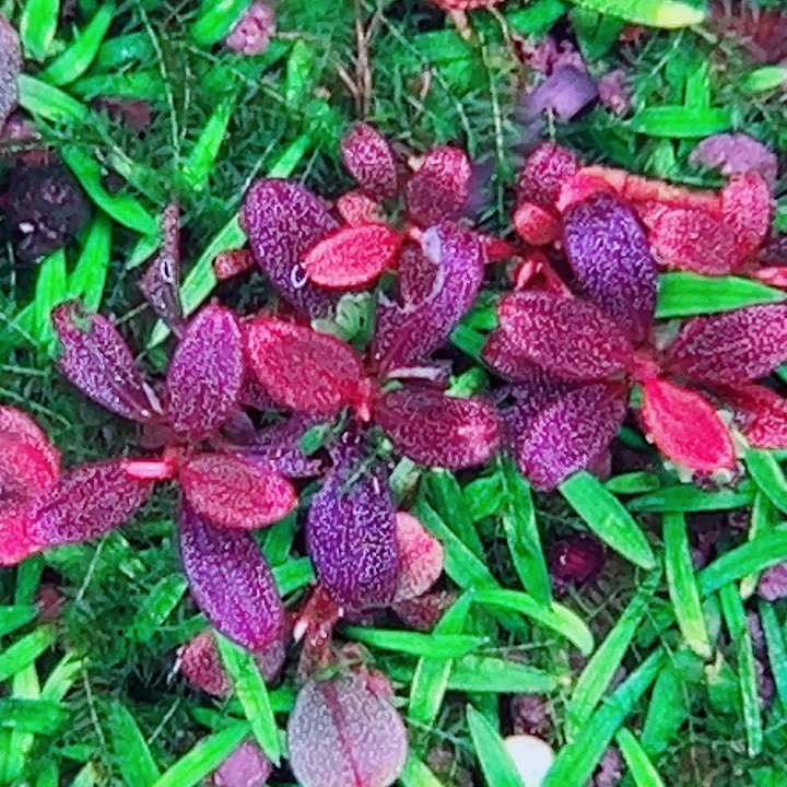 福利042福利一头植物（艺景梅花玉