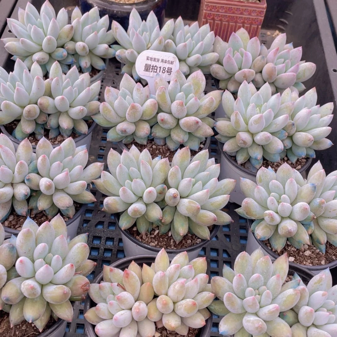 量拍18号 所罗门大双头一个