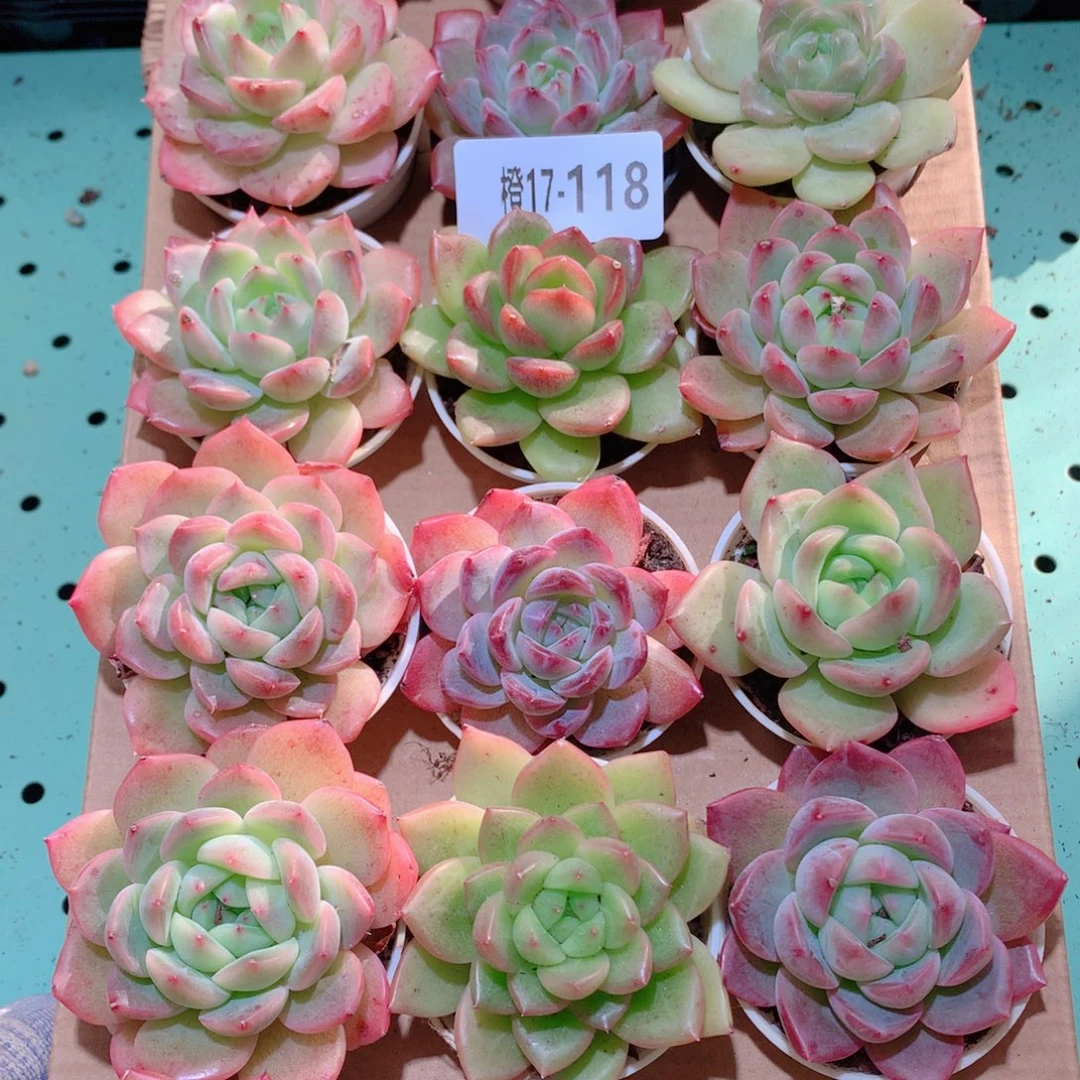 17-118一物一拍多肉带盆18颗