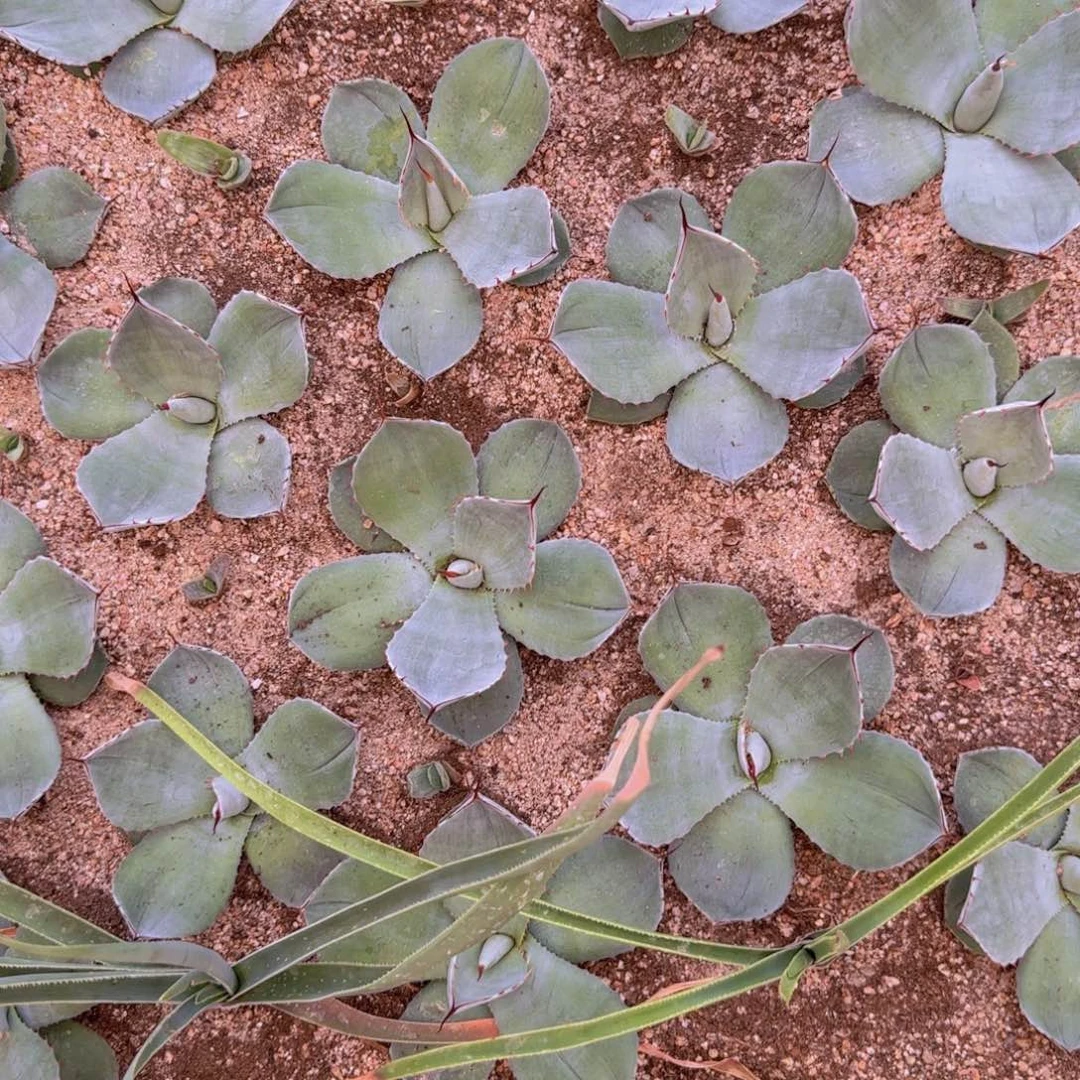 猫***鱼块根植物块根植物