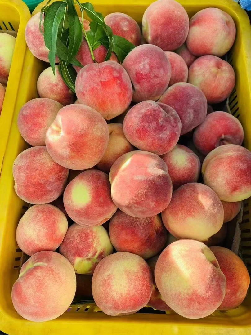 山东新鲜水蜜桃现摘现发脆甜多汁当季水果
