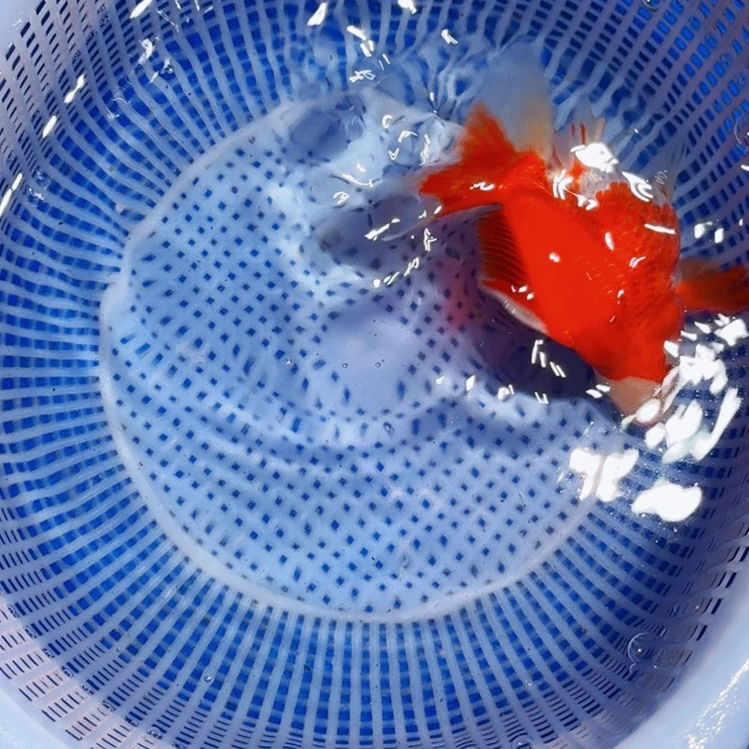 锦鲤精品甄选血统锦鲤