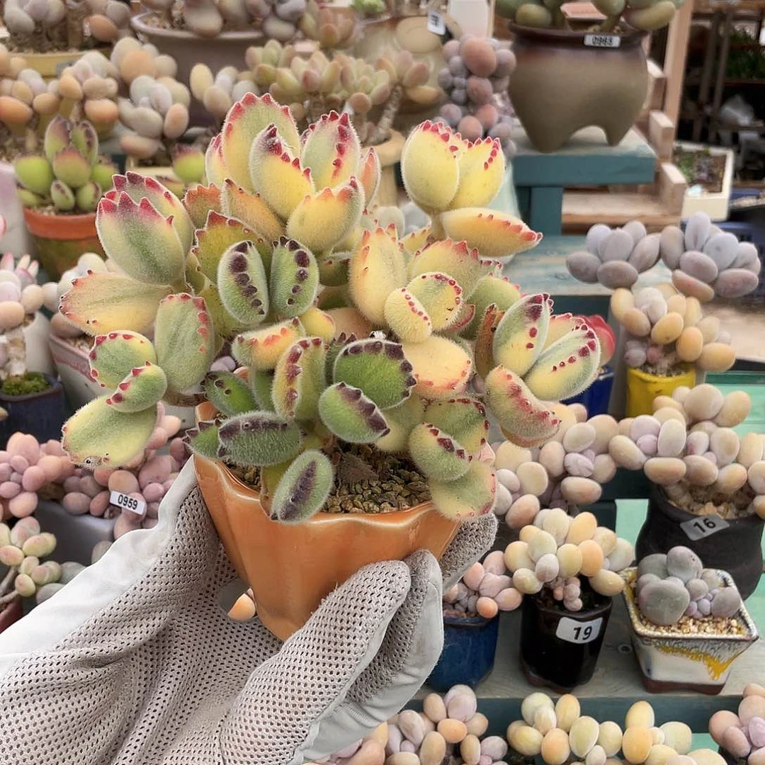 7**1多肉植物的生长