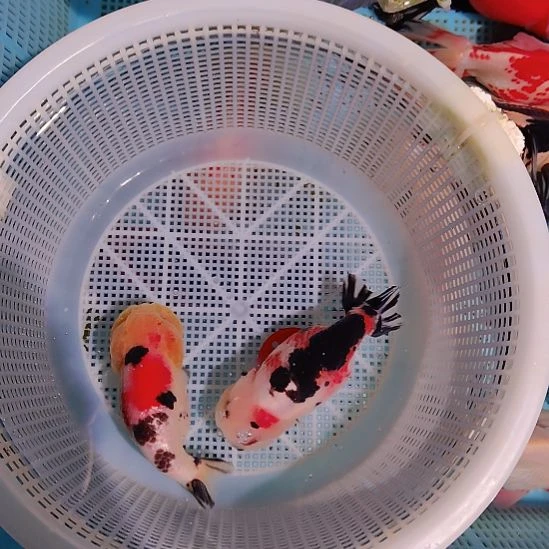 金鱼012兰寿两只特价顺丰包邮