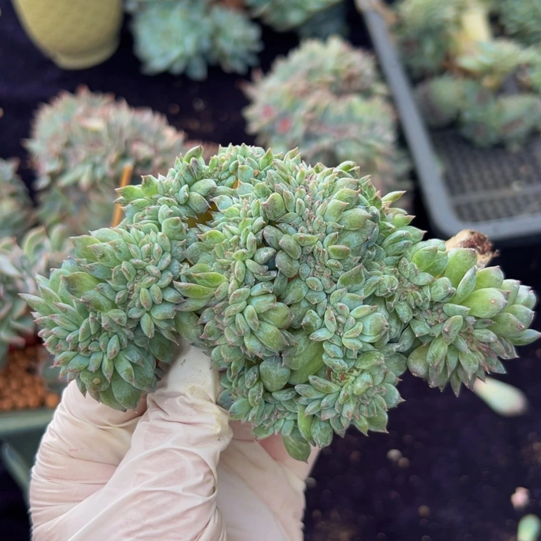 新年快乐 新年快乐 新年快乐