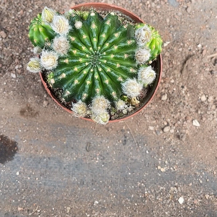 茉***香仙人球实生丽花带盆