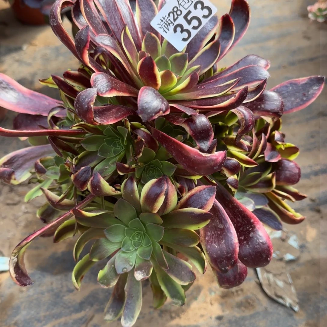 欧嘉丽多肉353满28包邮断枝不包