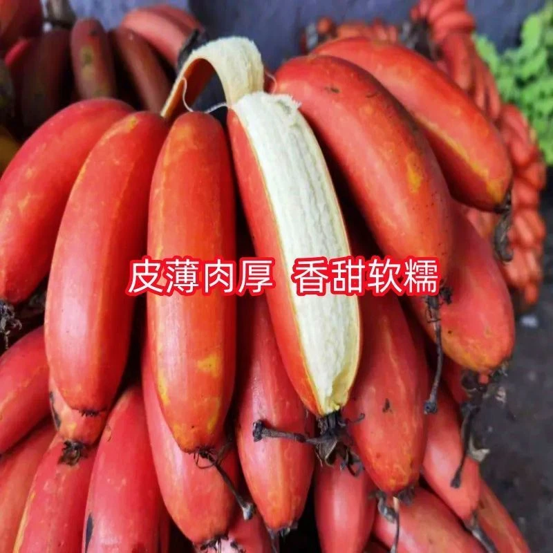 广西红皮红美人香蕉果树香蕉树中焦九号香蕉苗