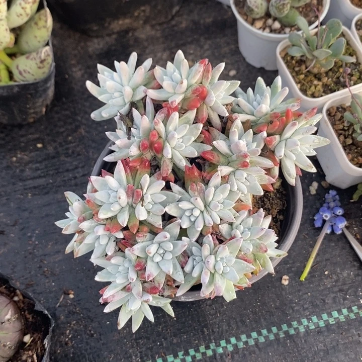 白菊群。一单包邮，脱土发货