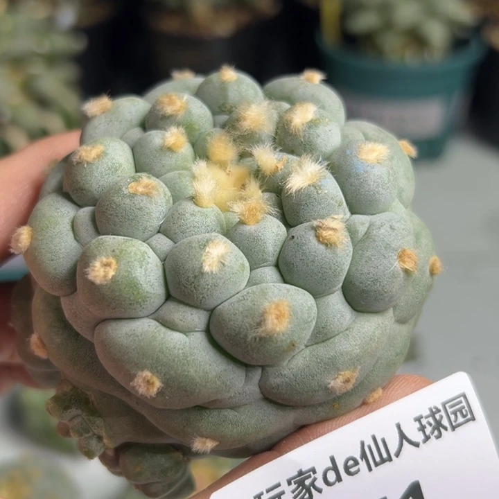 471可节后发货 可帮发根