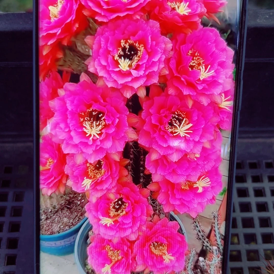 下61毛音符歪无根侧芽4公分左右20包邮