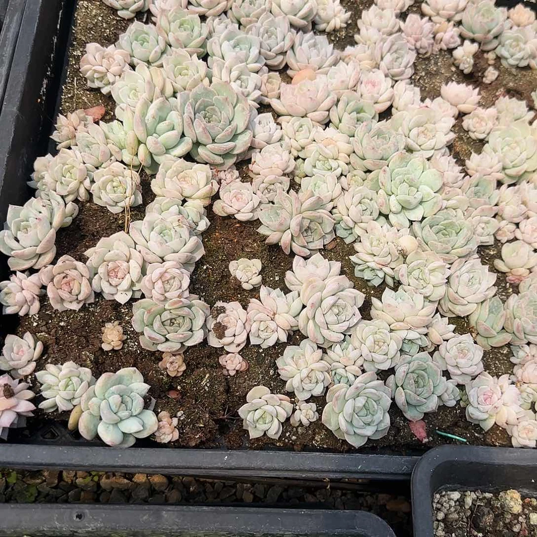 夜明珠切糕穴一个满25包邮