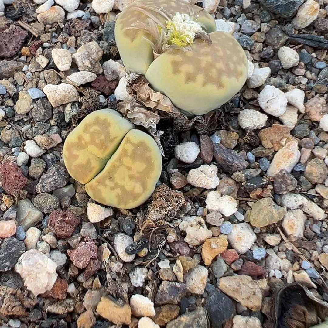 1039纯纯下播福利炸