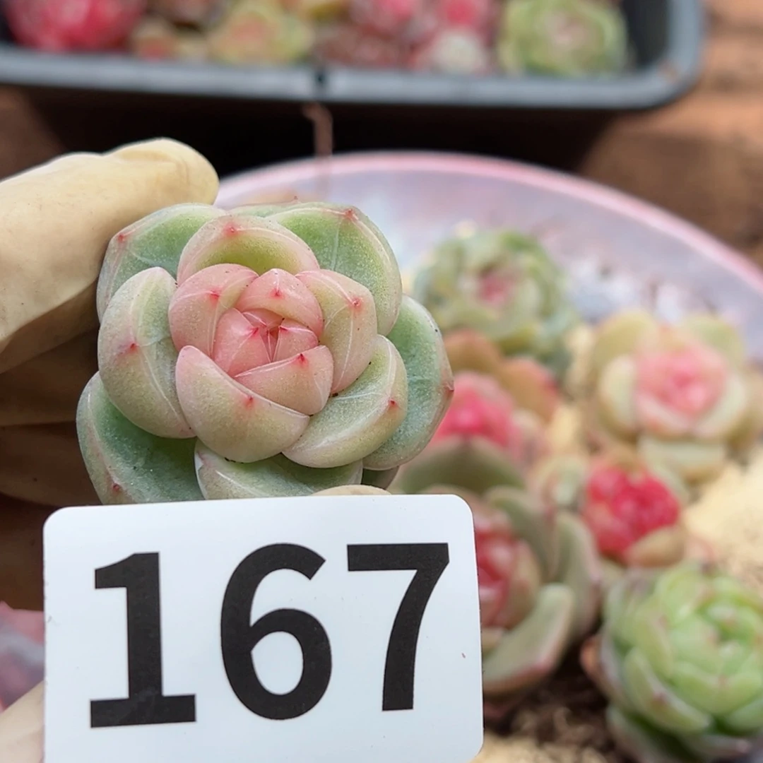 飘**雨多肉植物多肉植物