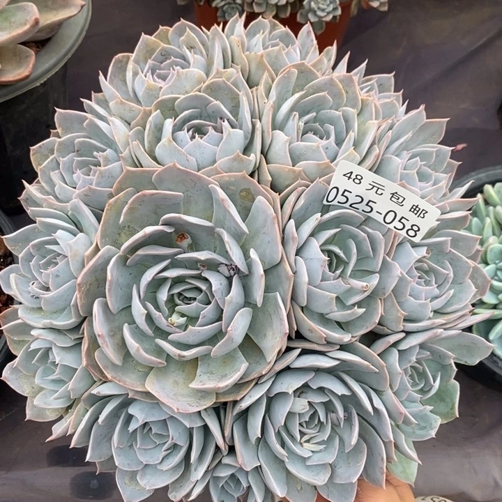 夏悦多肉0525-58蓝石莲