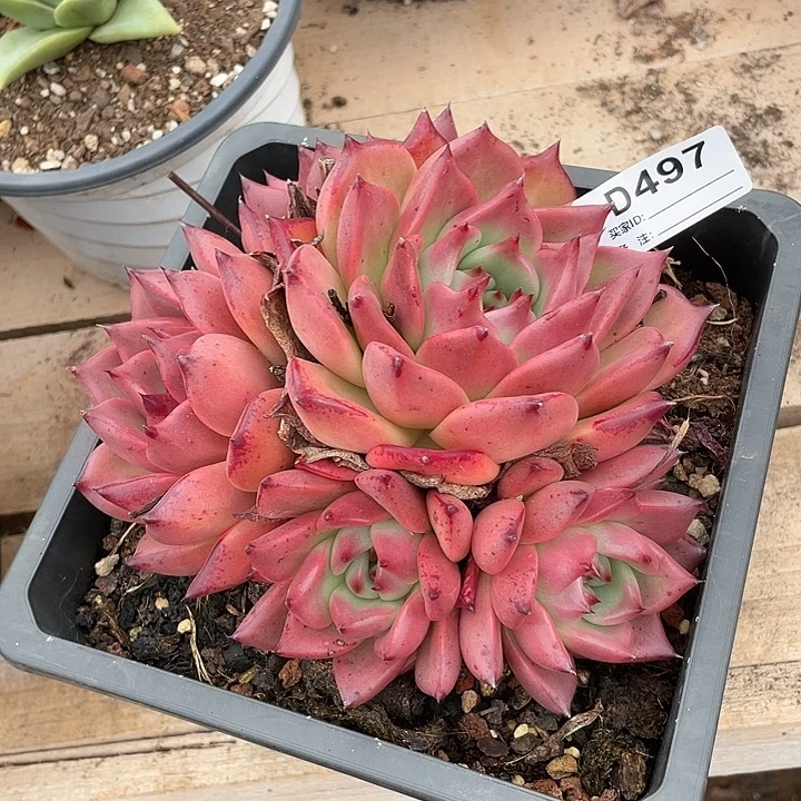 若如东云单拍D497