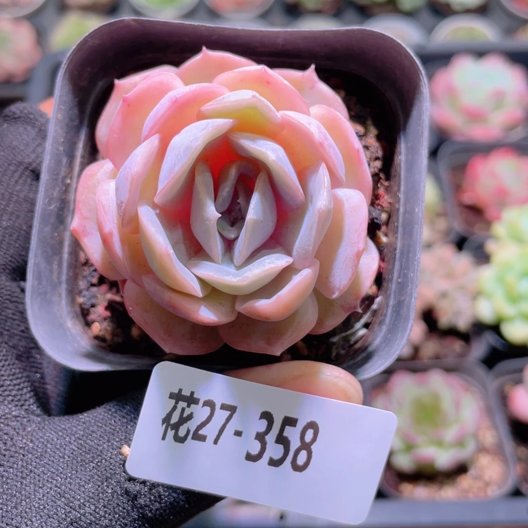 花利美27-358蓝色惊喜
