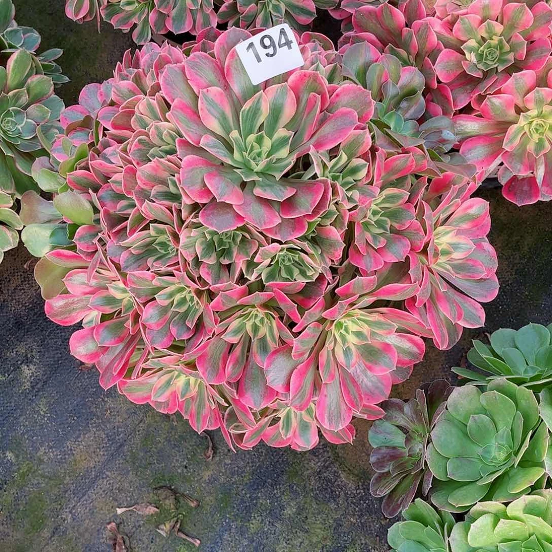 无花朵舫多肉植物194