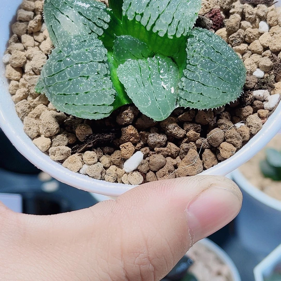 天空之镜新手福利