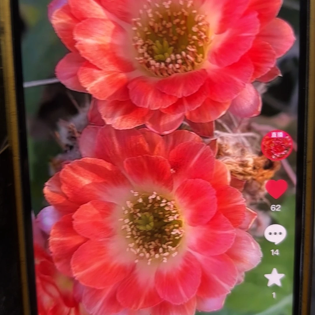 德一丽花侧牙20包邮仙人球24