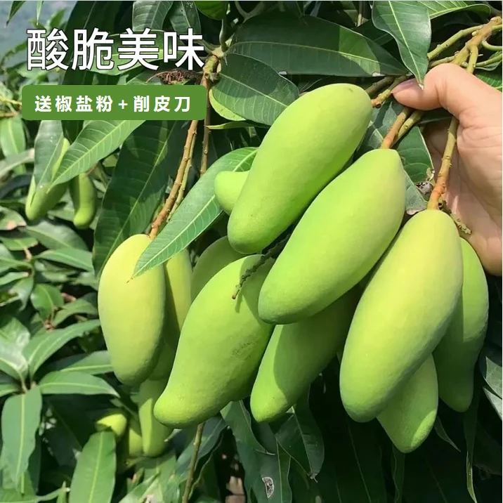 云南酸脆青芒果新鲜发货象牙芒酸脆生芒果坏果包赔孕妇水果新鲜酸