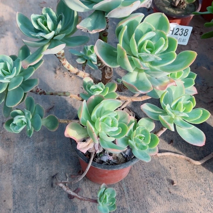 238碧桃多肉有砍植物