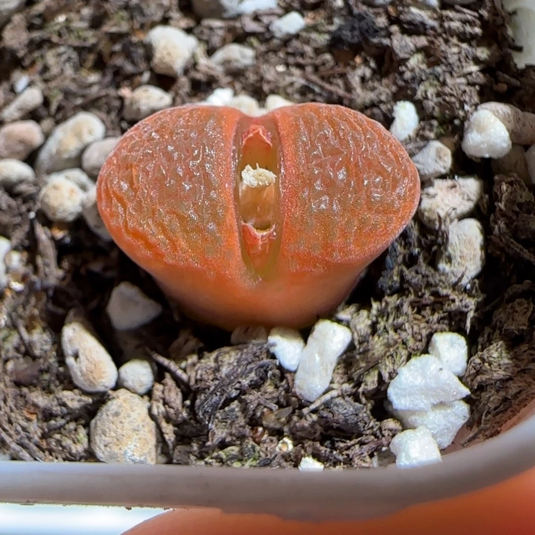 肉锥多肉植物组合-蛋糕852