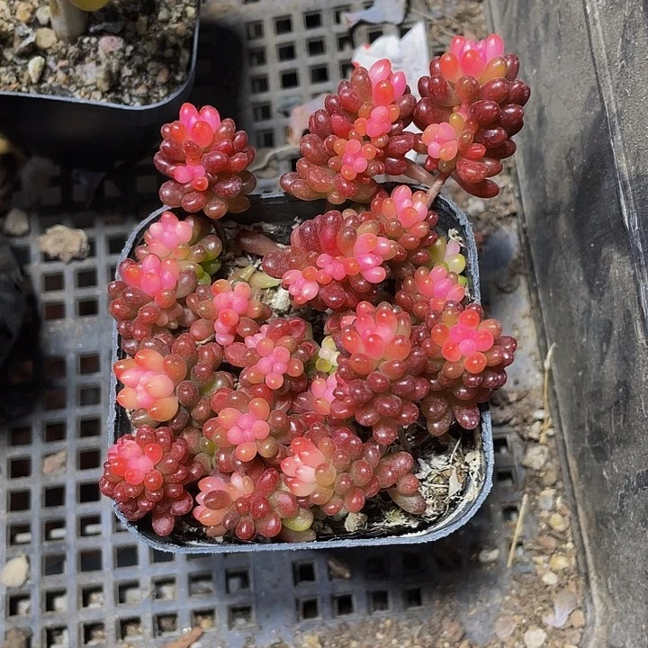 6.5方浆果锦带盆土发