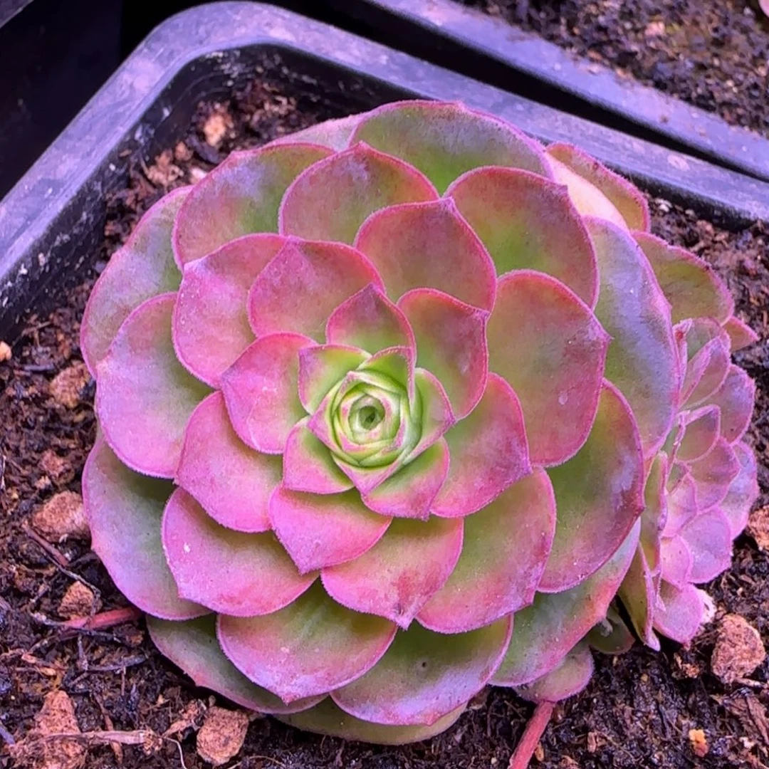 带侧芽玫瑰6厘米1121242424433