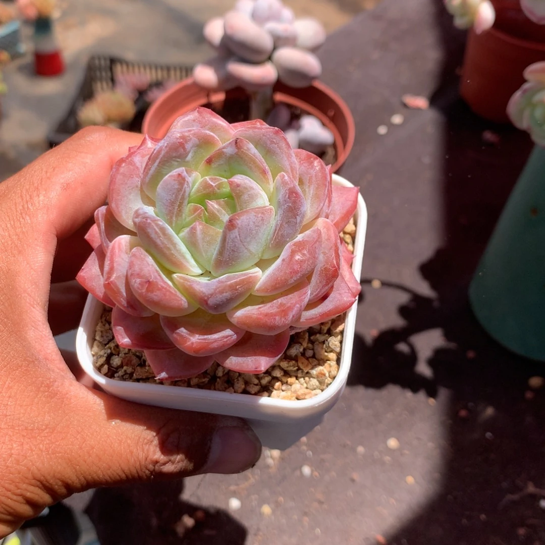 那时候是个啥日子都是